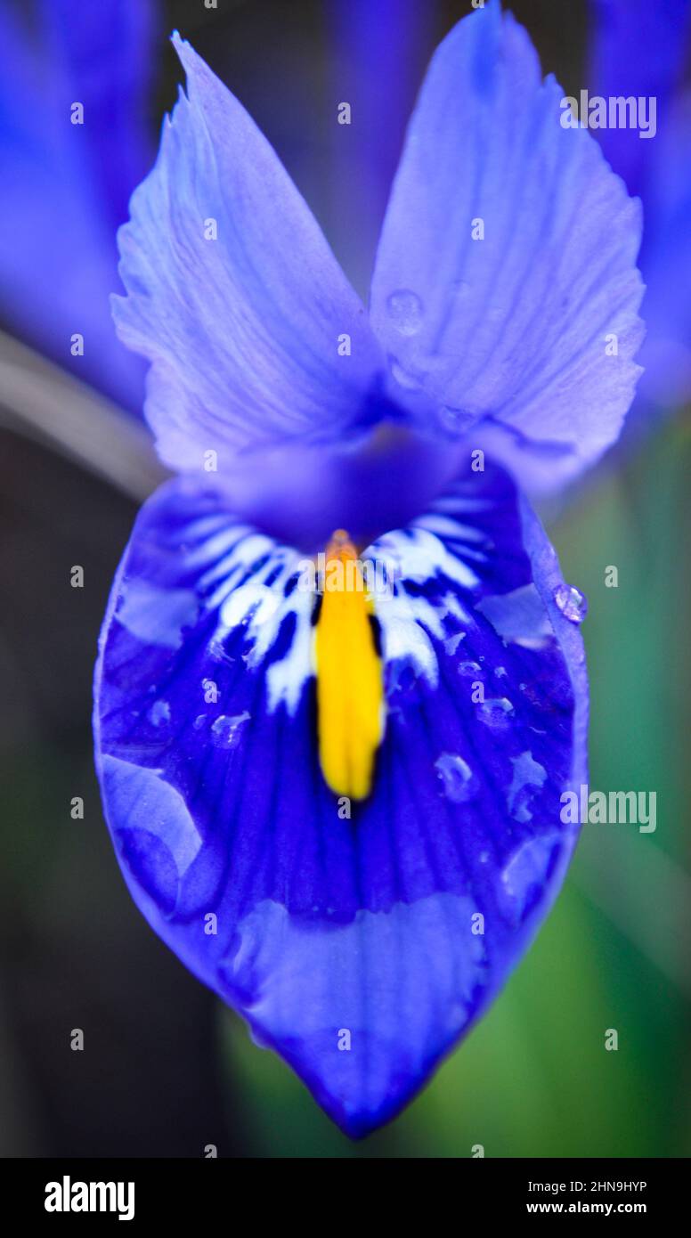 Mise en commun de l'eau de pluie sur le pétale inférieur d'une harmonie Iris reticulata (Iris nain) en février Banque D'Images