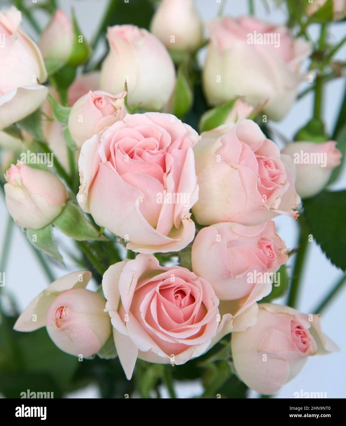 Bouquet de roses et de bourgeons roses en fleurs Banque D'Images