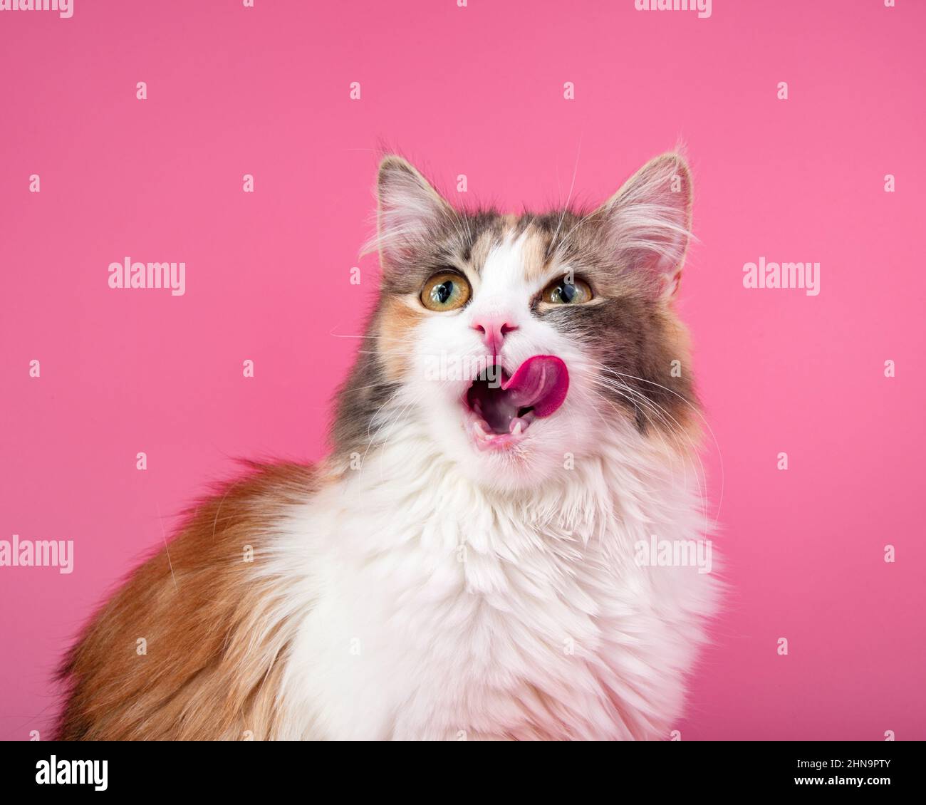 Portrait de beau chat drôle et lumineux sur fond rose Banque D'Images