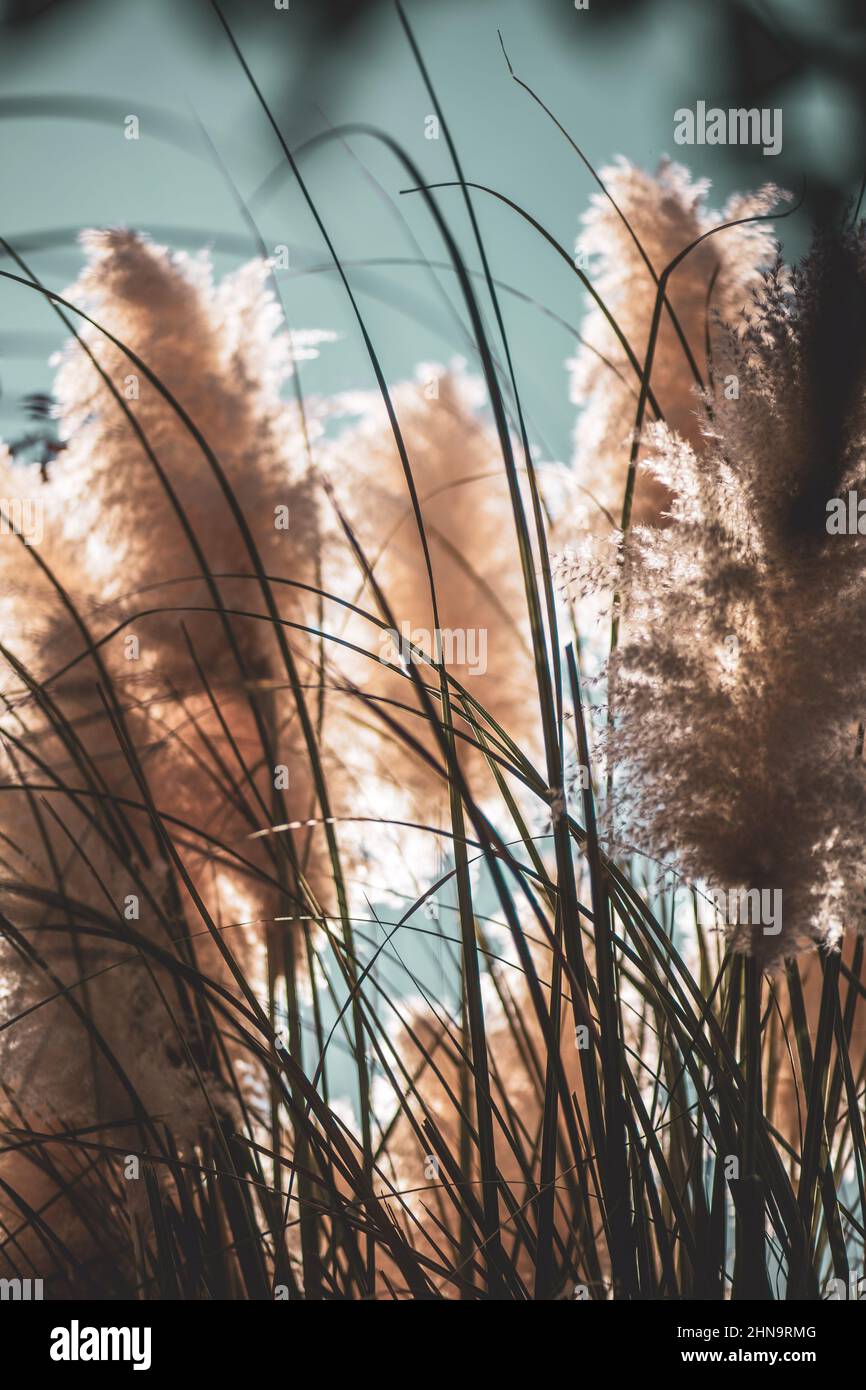 Queue de chat, roseau et terriers flous avec ciel et nuages en arrière-plan.Herbe sauvage dans la nature.esthétique minimalisme copie espace, bannière Banque D'Images