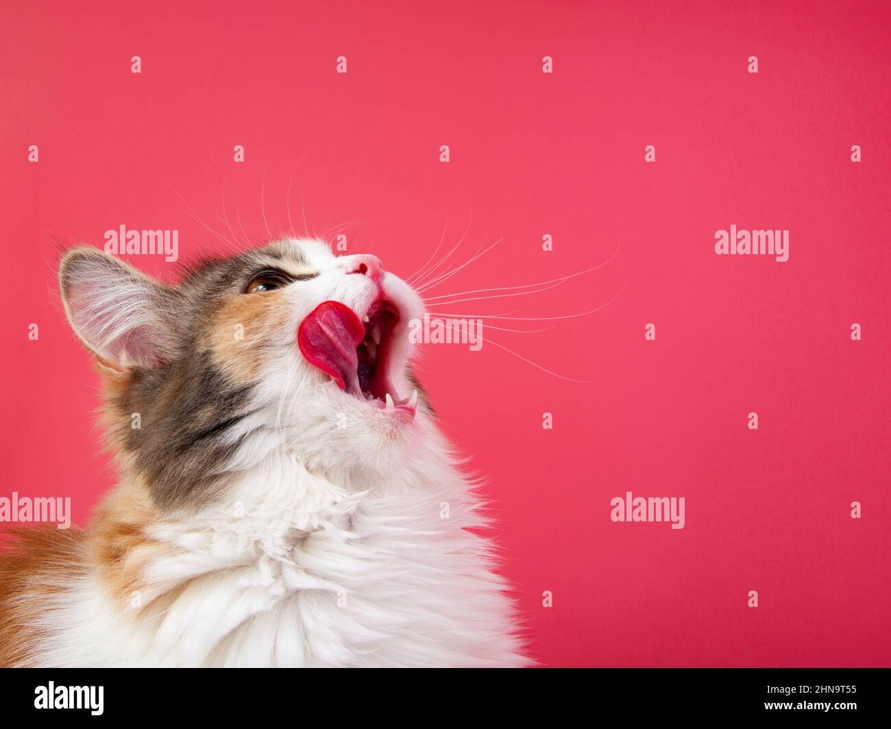 Portrait de chat lumineux lécher sur fond rose Banque D'Images