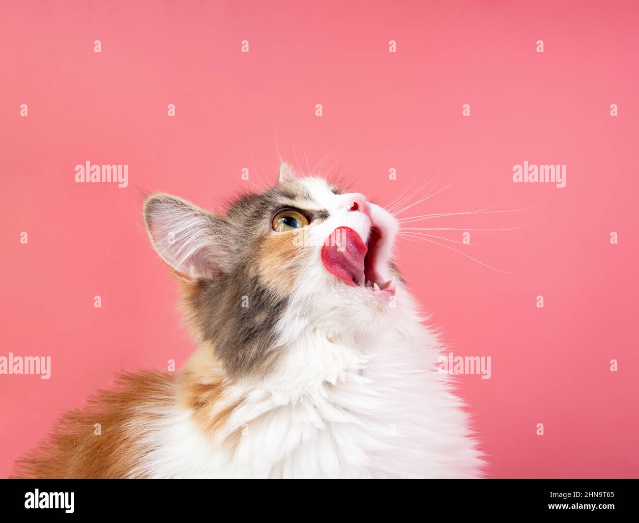 Portrait de chat brillant comme soi sur fond rose Banque D'Images