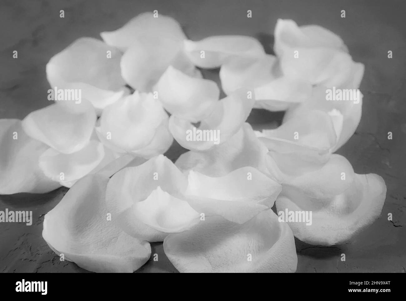 Pétales de rose blanc sur fond gris graphite Banque D'Images