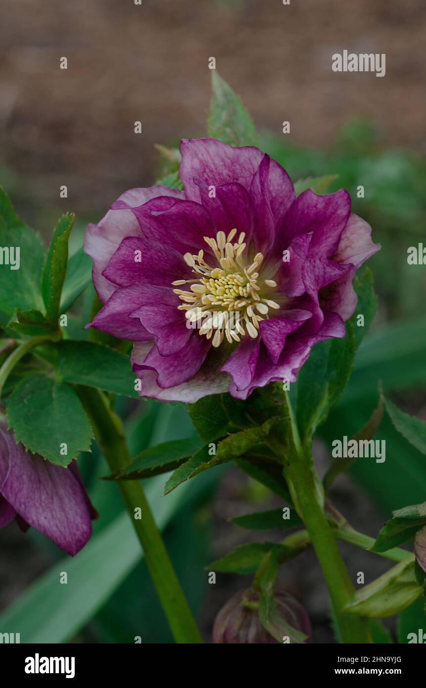 Rose de Noël ou fleurs de printemps hellébore qui se positionne à l'ombre. Hellebores plante vivace à fleurs. Les hellébores fleurissent en fin de semaine Banque D'Images