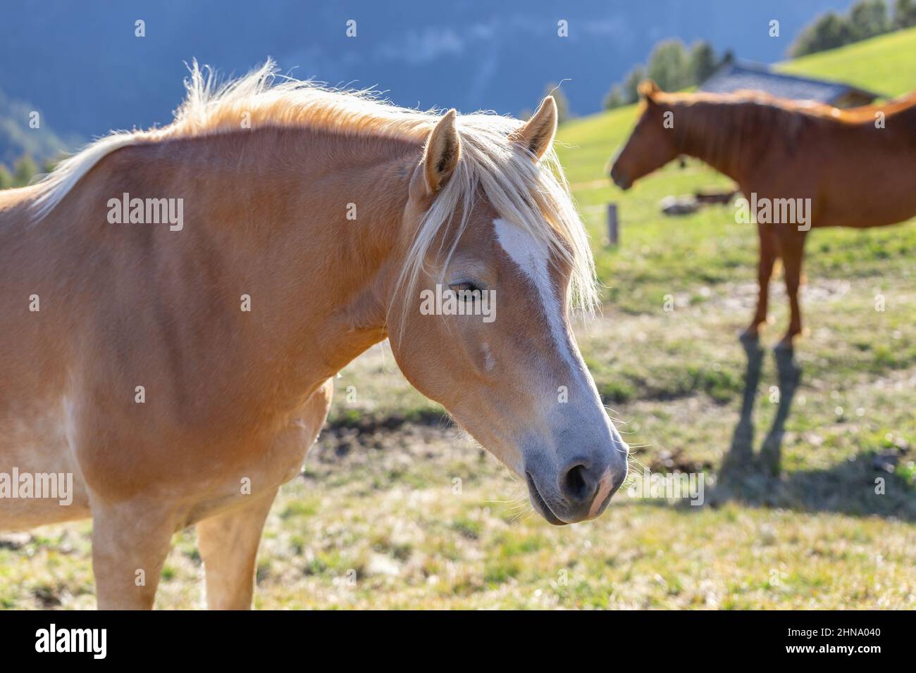 Portrait de jeunes chevaux de la race Haflinger à Seiser Alm (Alpe di Siusi) Tyrol du Sud, Italie Banque D'Images