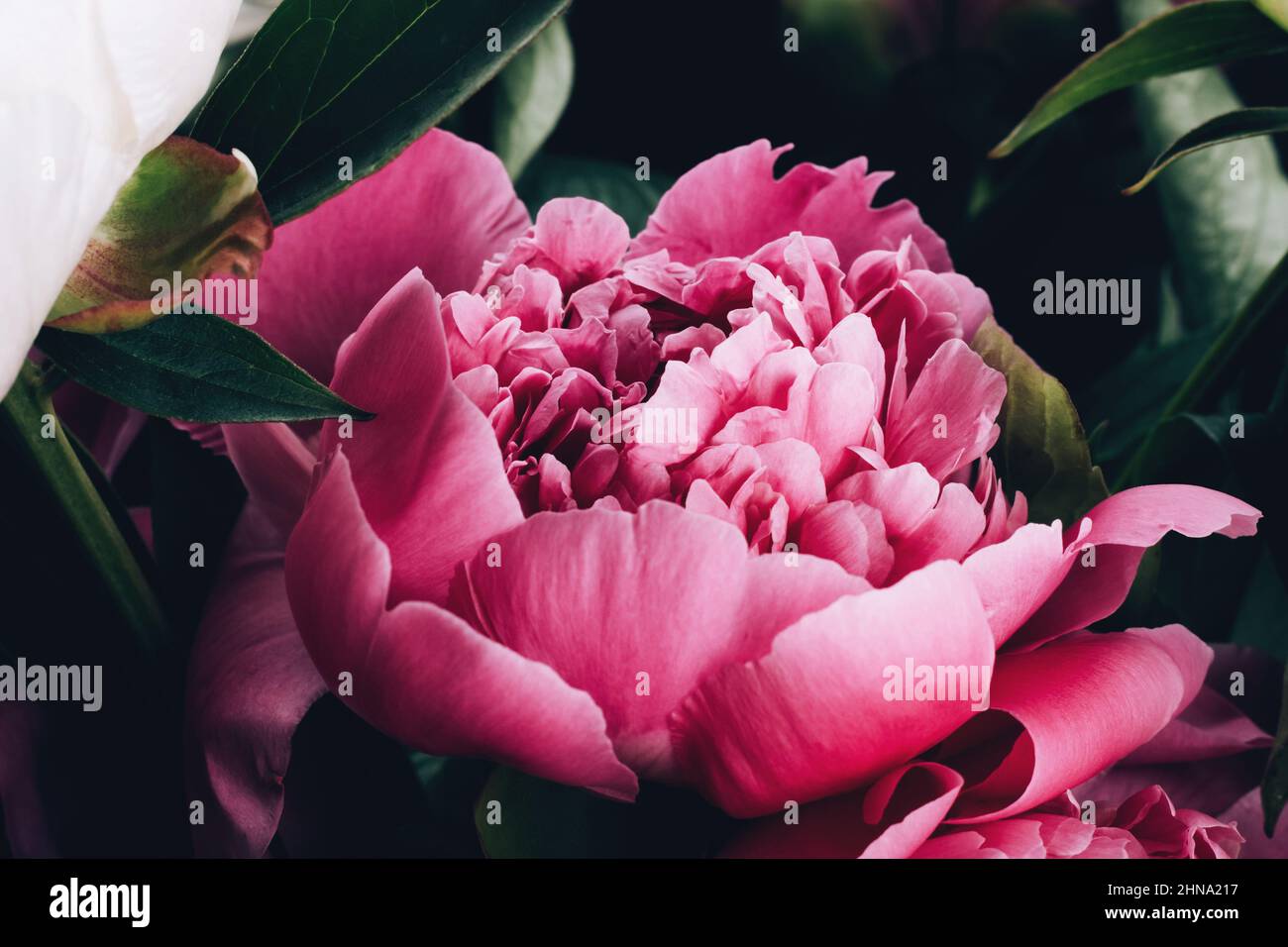 Bouquet luxuriant de pivoines roses sur fond noir. Motif carte à fleurs. Mise au point sélective Banque D'Images