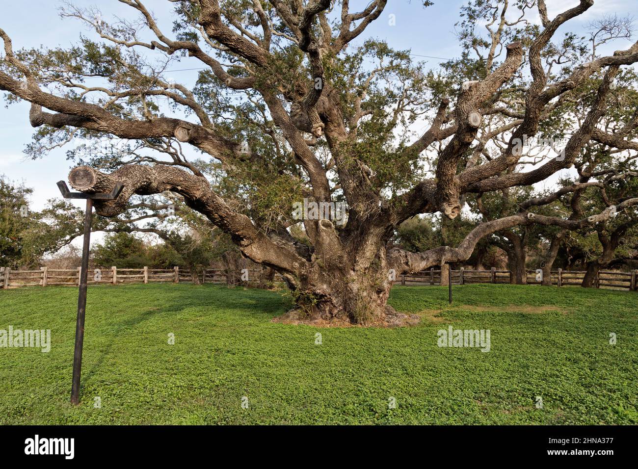 The Big Tree 'Quercus virginiana', Virginia Live Oak, parc national de Goose Island. Banque D'Images