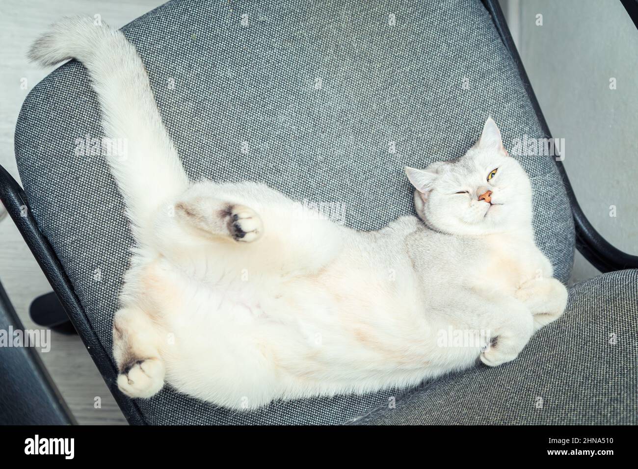 British Shorthair Silver chat dort sur son dos dans une chaise de travail. Des moments amusants pour les animaux de compagnie. Banque D'Images