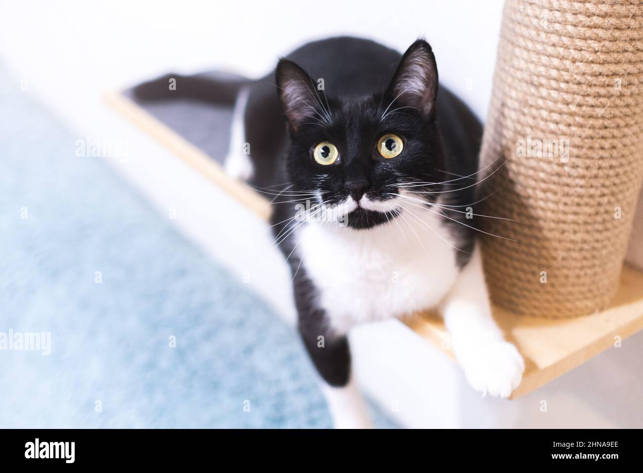 Un chat noir espiègle avec une moustache blanche est couché sur un lit d'animal avec un grattoir et regarde l'appareil photo. Portrait de chat avec une couleur inhabituelle Banque D'Images
