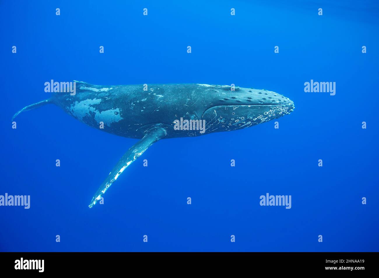 Une baleine à bosse, Megaptera novaeangliae, glisse dans les eaux bleues d'Hawaï. Banque D'Images