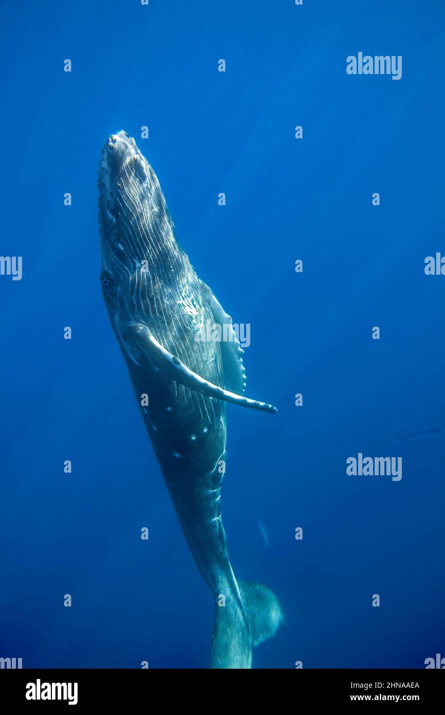 Un veau de baleine à bosse, Megaptera novaeangliae, se dirigeant vers la surface avant de retourner à sa mère en dessous, Hawaï. Banque D'Images