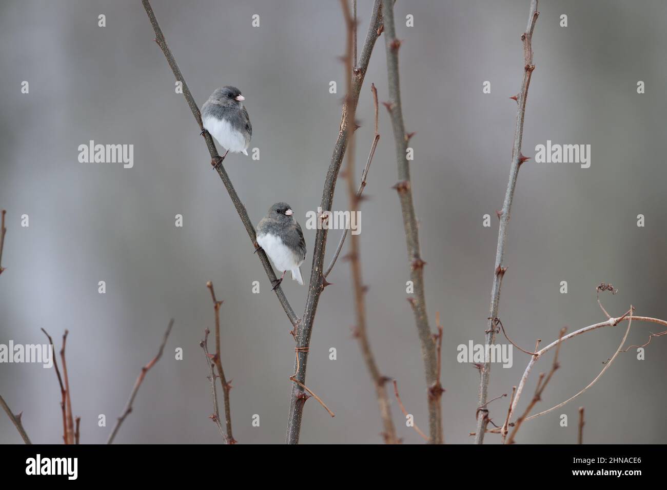 Deux juncos aux yeux sombres perchées ensemble sur une branche Banque D'Images