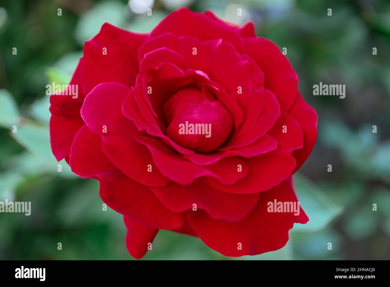 Rose rouge avec des pétales délicats dans le jardin, rose en fleurs avec des pétales rouges et des feuilles vertes, macro de la tête de fleur, beauté dans la nature, photo florale Banque D'Images