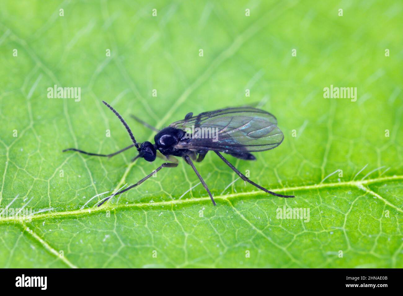 Le champignon à ailes foncées gnat, Sciaridae sur une feuille verte, ces insectes se trouvent souvent à l'intérieur des maisons Banque D'Images