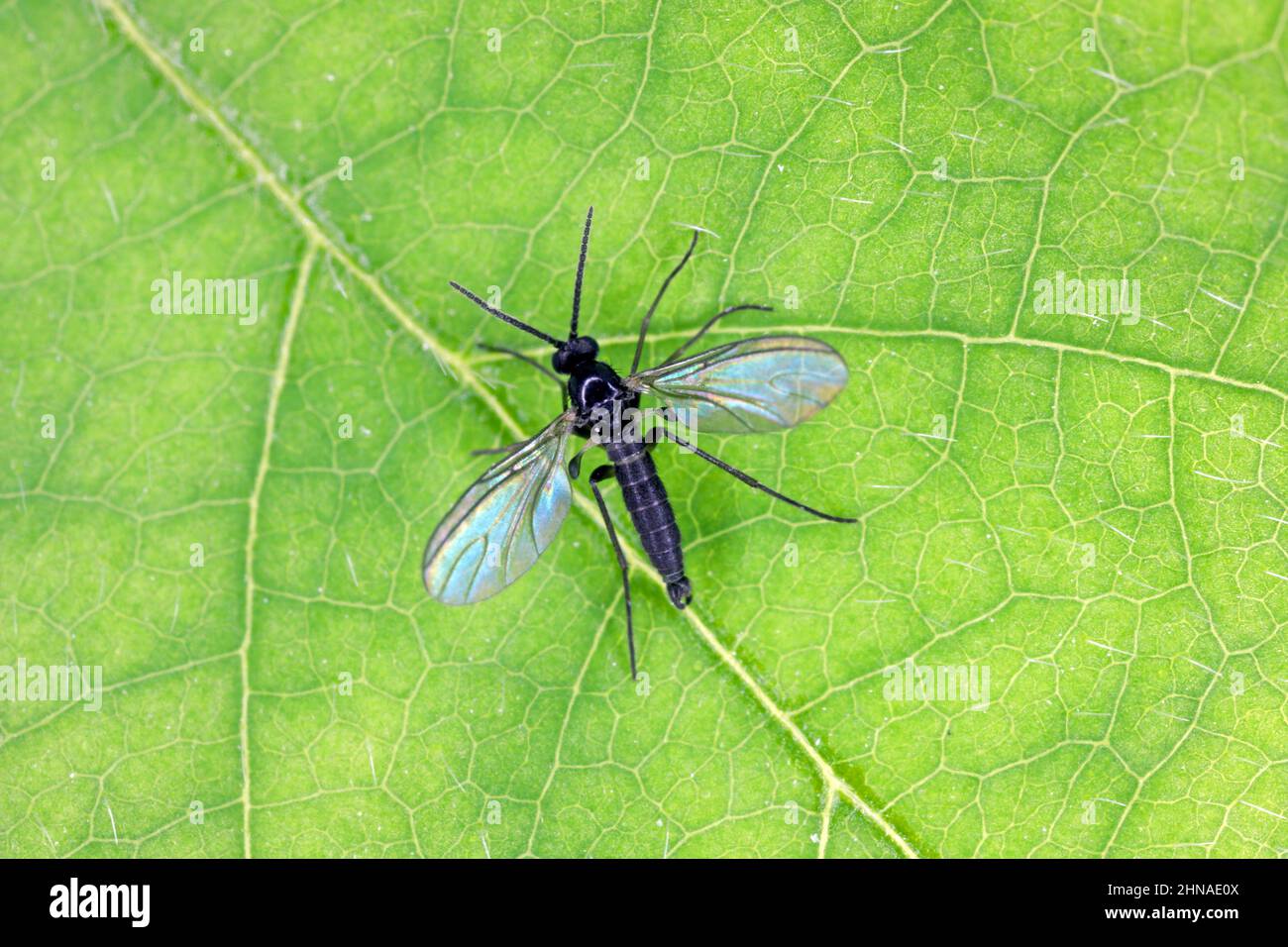 Le champignon à ailes foncées gnat, Sciaridae sur une feuille verte, ces insectes se trouvent souvent à l'intérieur des maisons Banque D'Images