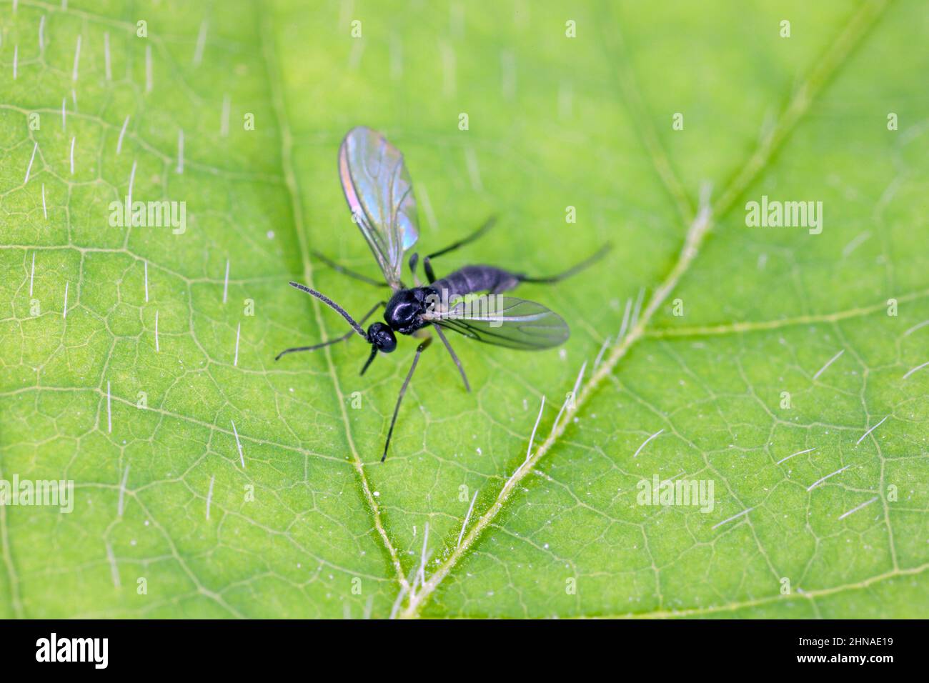 Le champignon à ailes foncées gnat, Sciaridae sur une feuille verte, ces insectes se trouvent souvent à l'intérieur des maisons Banque D'Images