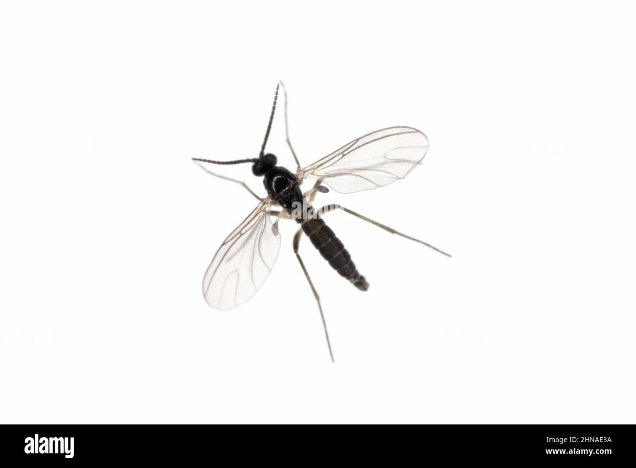 Le champignon à ailes sombres Gnat, Sciaridae isolé sur fond blanc, ces insectes se trouvent souvent à l'intérieur des maisons Banque D'Images