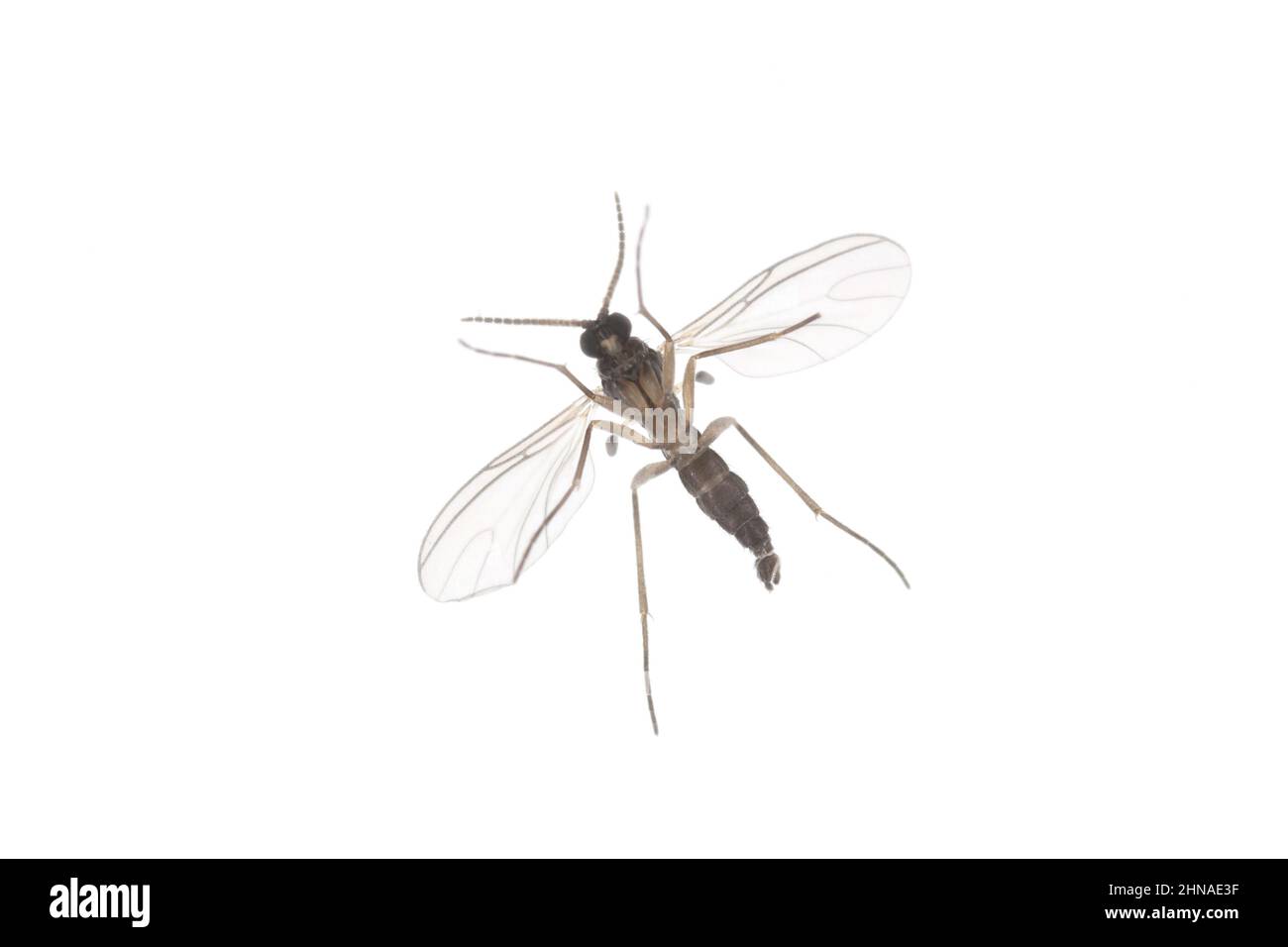 Le champignon à ailes sombres Gnat, Sciaridae isolé sur fond blanc, ces insectes se trouvent souvent à l'intérieur des maisons Banque D'Images