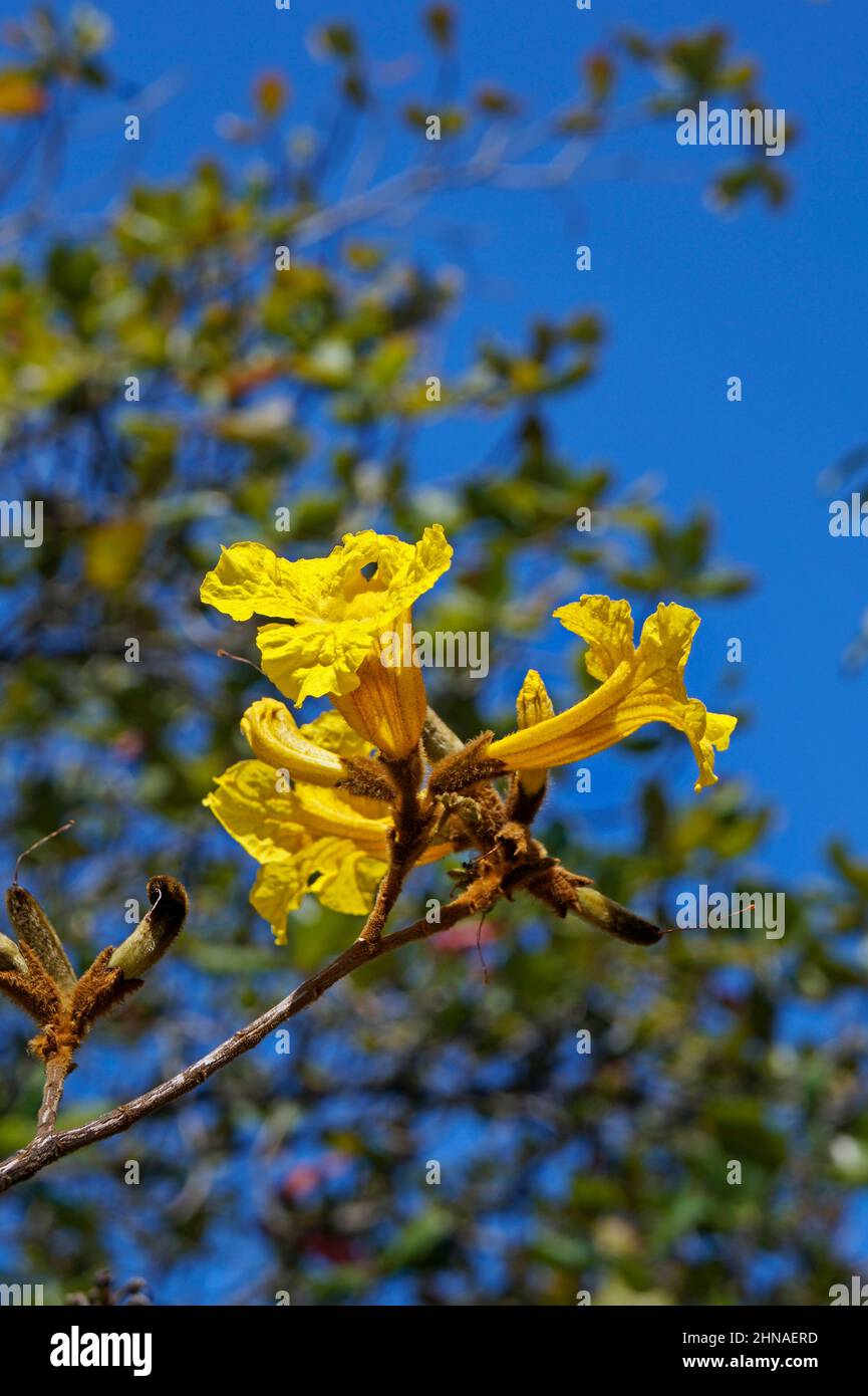 Trompette d'or ou demi-arbre jaune (Handroanthus chrysotrichus), Rio Banque D'Images