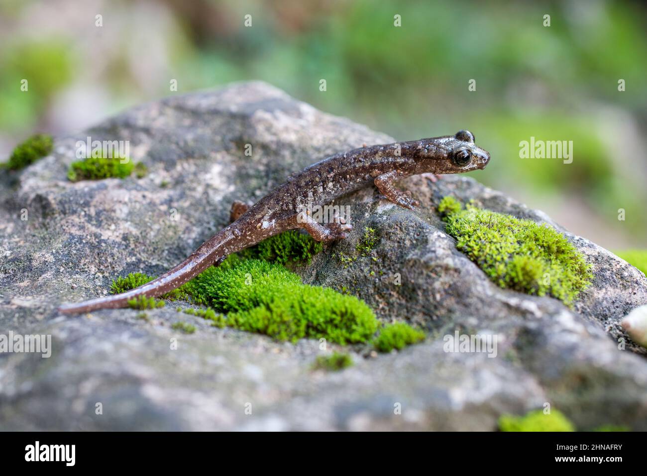 Salamandre troglodytique brun (Speleomantes genei), également connu sous le nom de salamandre troglodytique de Gene, salamandre troglodytique sarde, endémique à la Sardaigne, en Italie. Banque D'Images