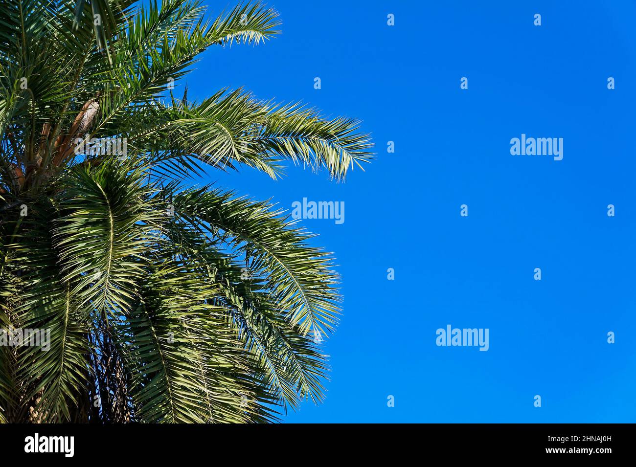 Dater les feuilles de palmier et le ciel bleu Banque D'Images