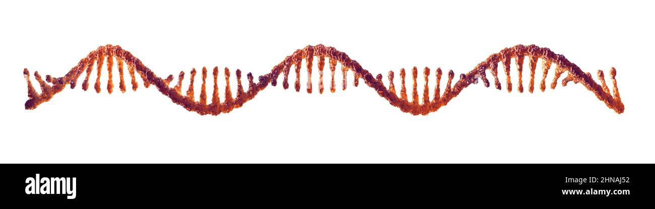 Acide ribonucléique à brin unique isolé sur blanc. Concept de recherche sur le vaccin RNA. Banque D'Images