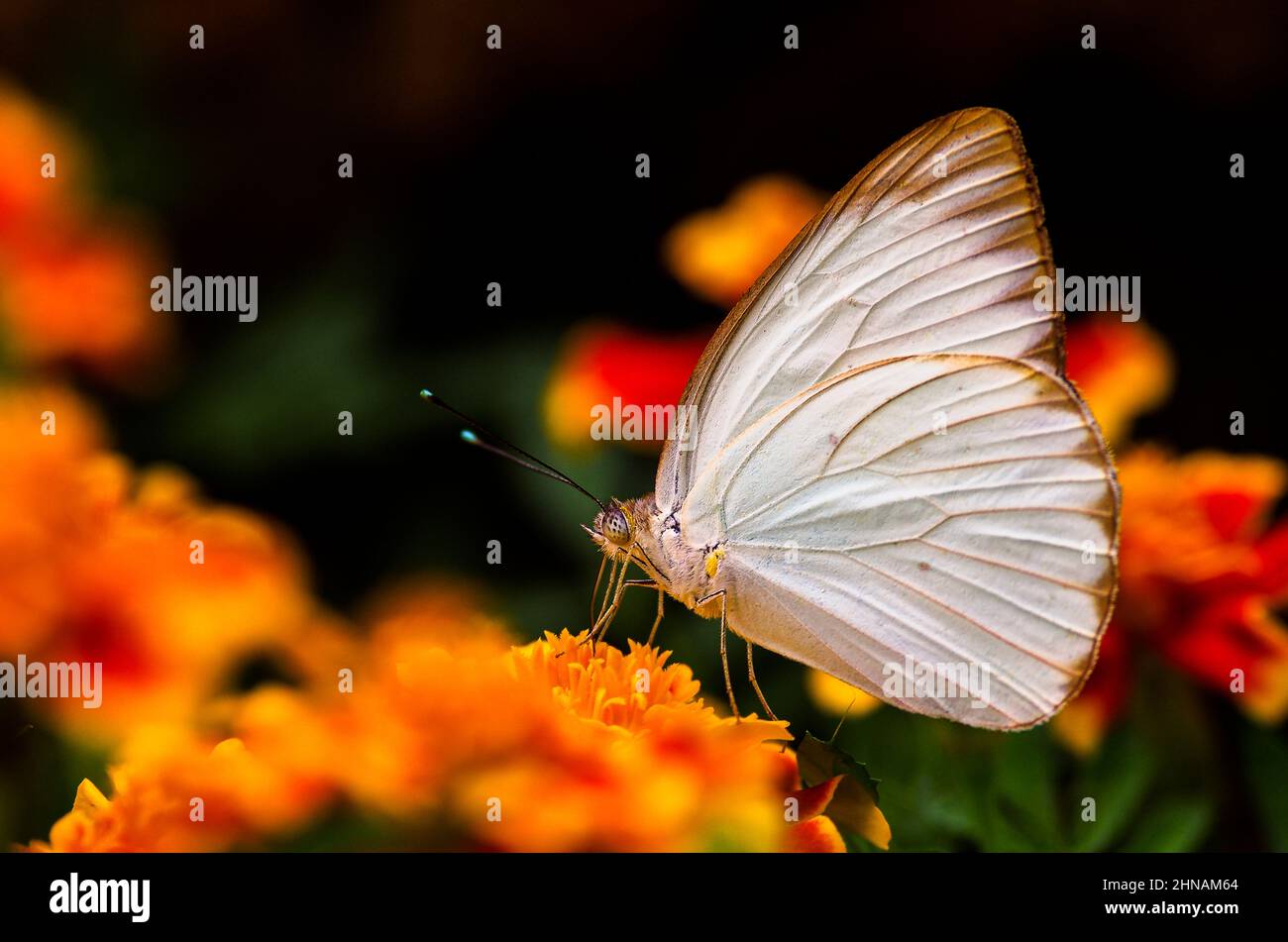 Grand papillon blanc du sud - Ascia - image prise au Panama Banque D'Images