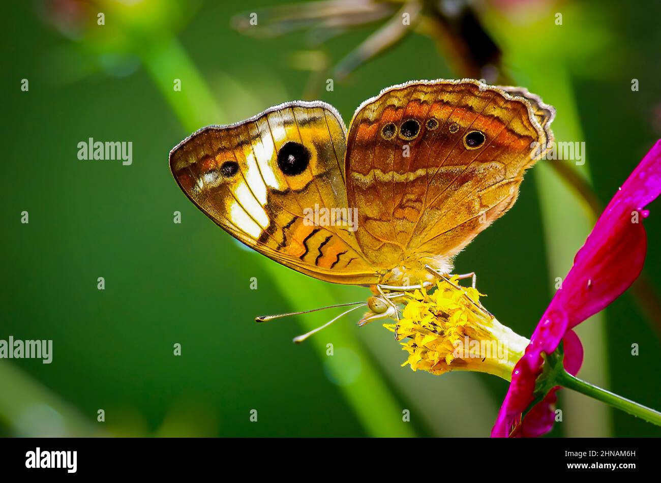 Beau papillon sur une fleur Banque D'Images