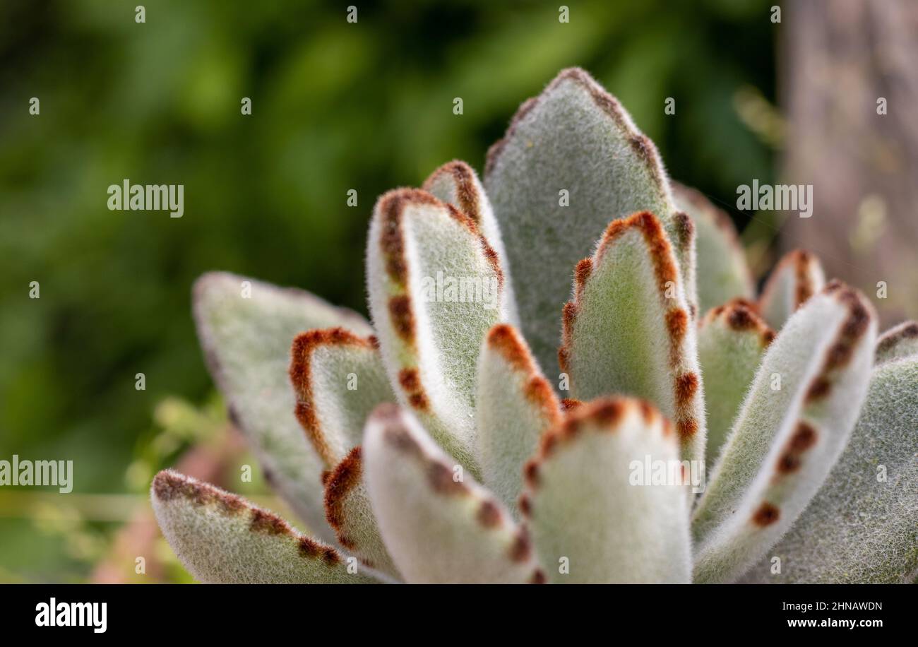 Plante succulente, gros plan, détails des natures, macro-photographie. Banque D'Images