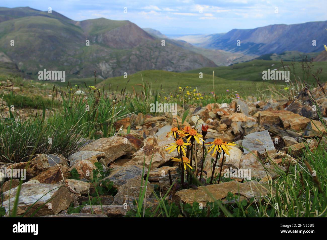 Fleurs jaunes sauvages sur des pierres surplombant une vallée de haute montagne sur le col de Karagem en Altai en été Banque D'Images