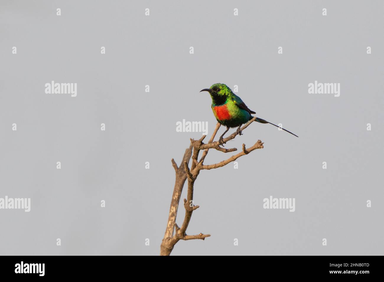 Magnifique sunbird (homme) Banque D'Images