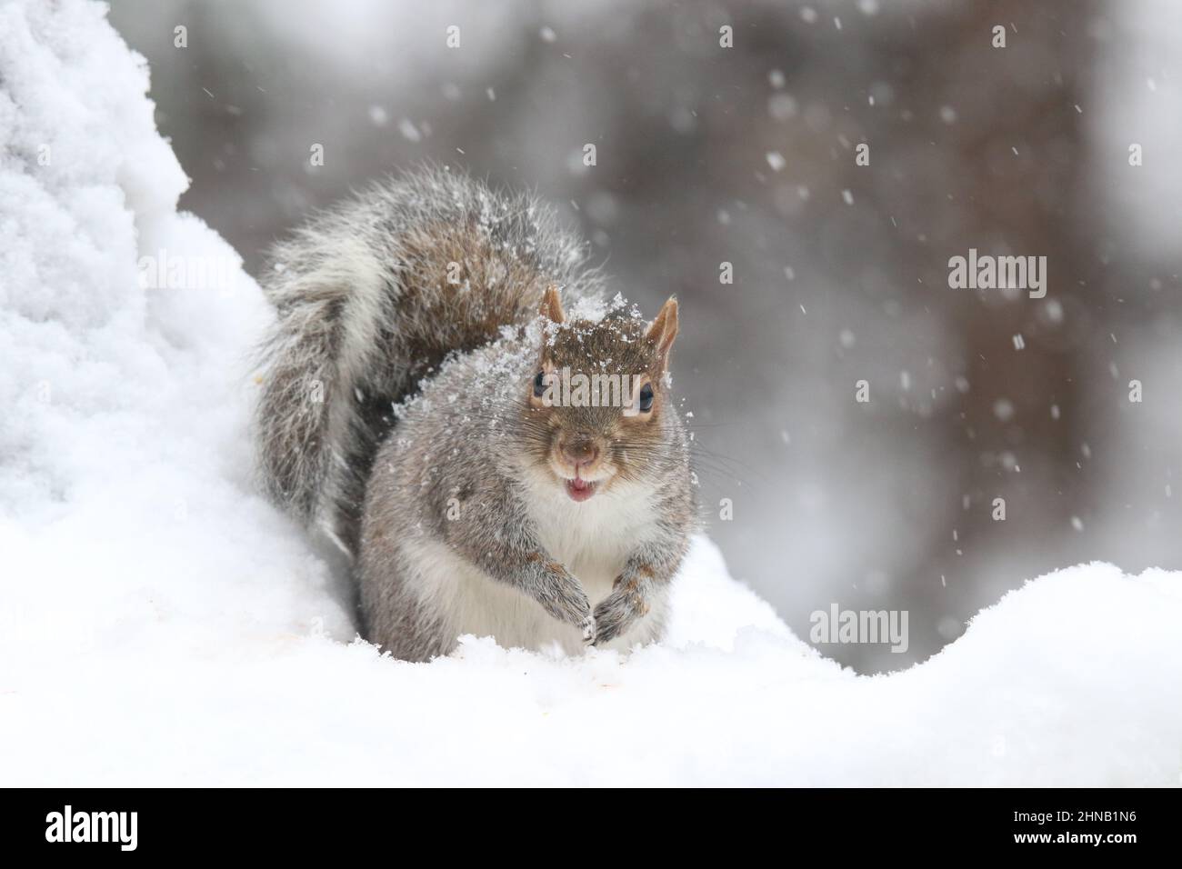 Écureuil gris de l'est Sciurus carolinensis par une journée enneigée en hiver Banque D'Images