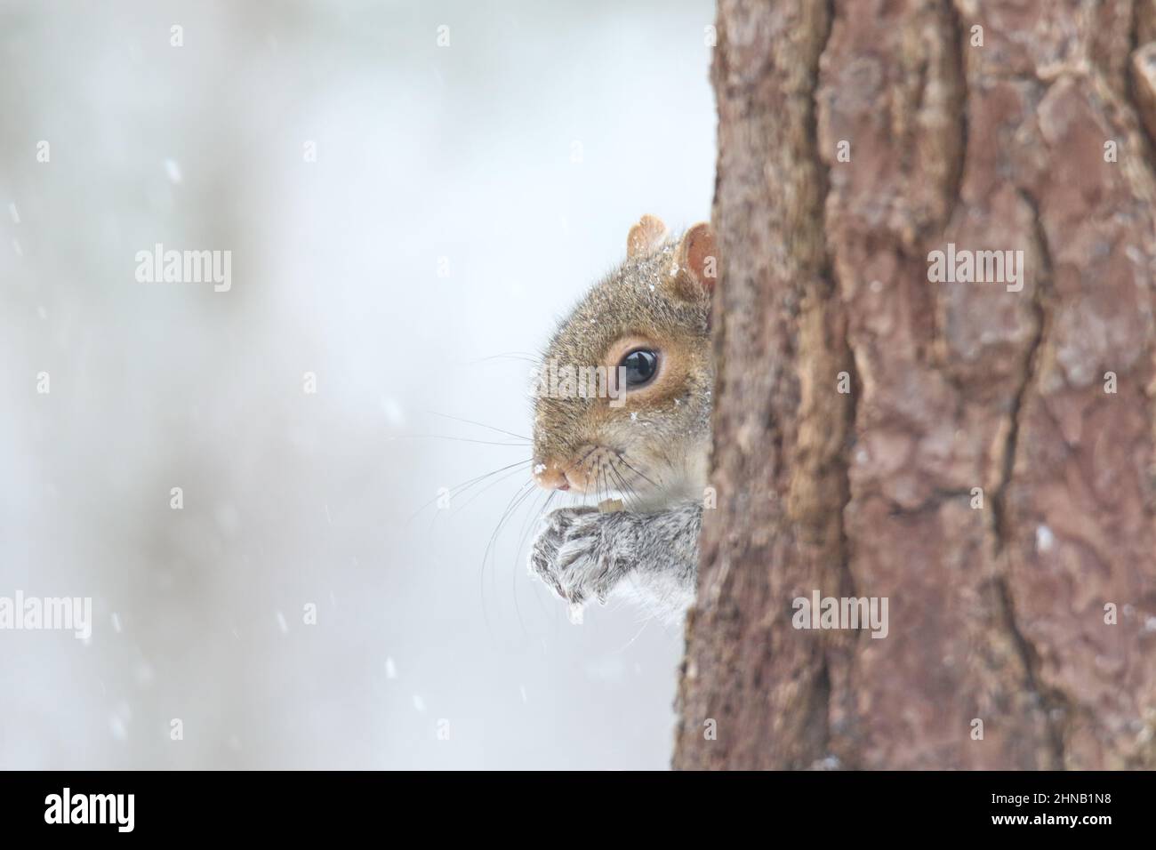 Écureuil gris de l'est Sciurus carolinensis par une journée enneigée en hiver Banque D'Images