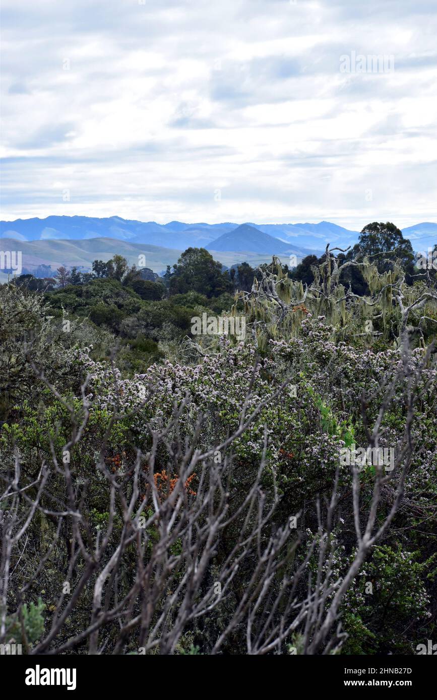 Paysage de broussailles, arbres, collines, montagnes avec nuages blancs et gris dans le ciel Banque D'Images