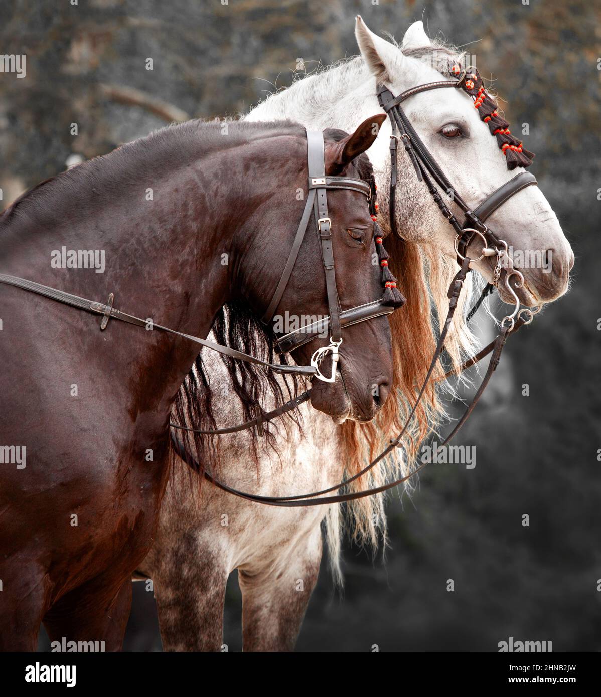 Portrait chevaux andalous. Gros plan des têtes. Couple de beaux chevaux espagnols Banque D'Images