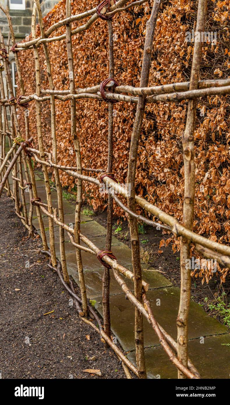 Cadre naturel de soutien de plante à côté d'une haie de hêtre en hiver. Les supports sont fabriqués à partir de branches d'arbre attachées ensemble. Banque D'Images