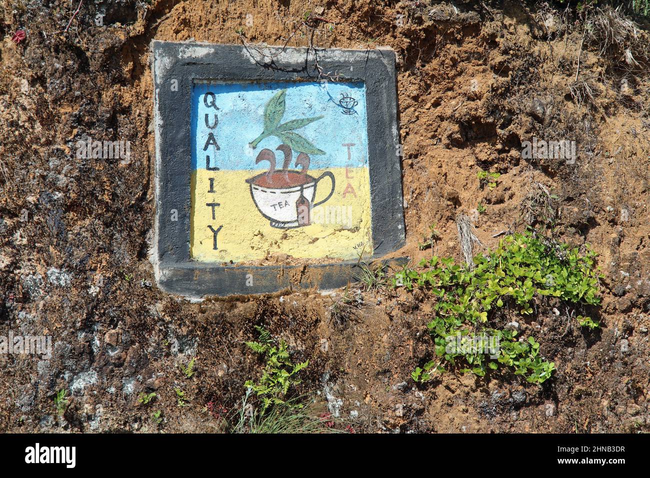 Fresque de thé de qualité au Sri Lanka Banque D'Images