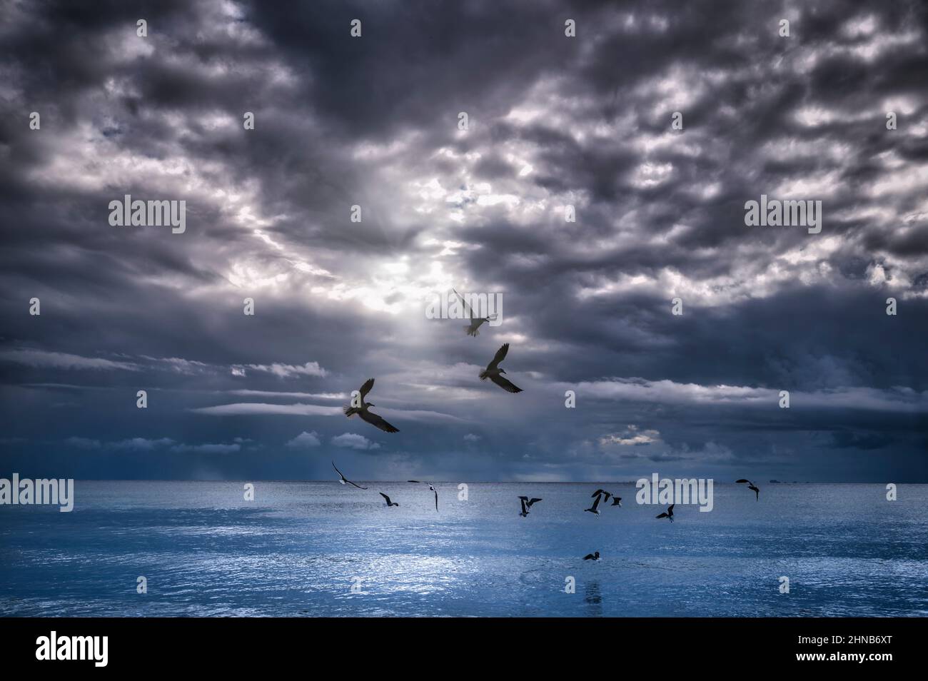 Oiseaux volant au-dessus de l'océan Banque D'Images