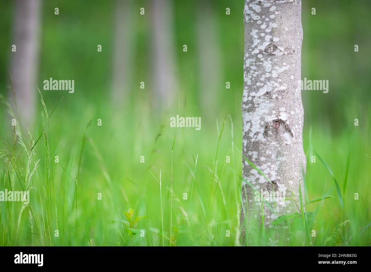 Troncs de l'Alder noir (Alnus glutinosa). Concentrez-vous sur le tronc de l'arbre de premier plan, faible profondeur de champ. Banque D'Images