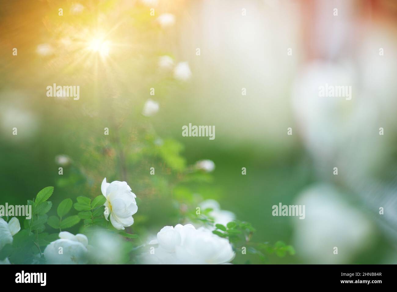 Rose burnett blanc, Rosa pampinellifolia ‘Plena’ floraison dans le jardin, arrière-plan flou avec des rayons de lumière. Banque D'Images