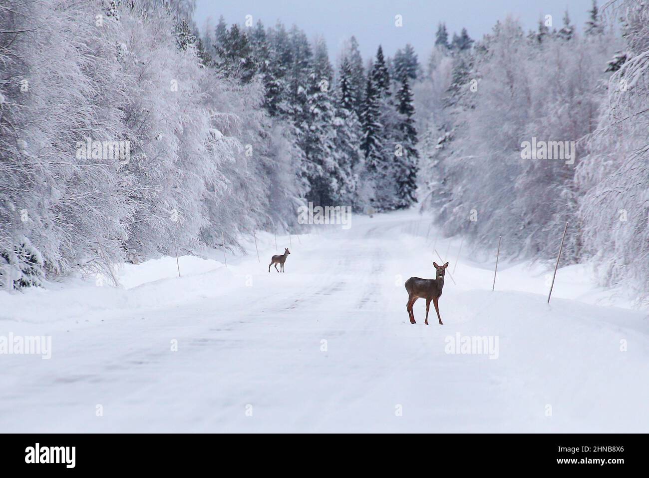 Deux chevreuils (Capranolus capranolus) sur une route enneigée d'hiver. Banque D'Images