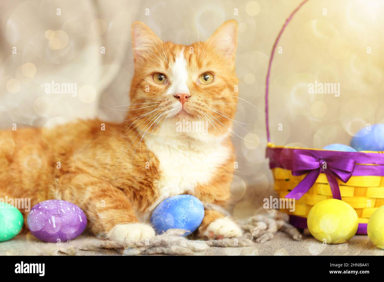 Chat rouge mignon avec œufs de Pâques et panier allongé sur le canapé à la  maison Photo Stock - Alamy