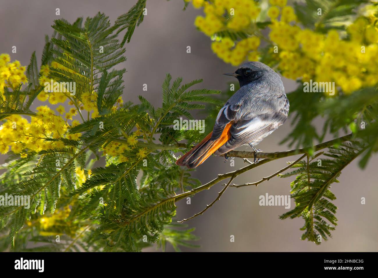 Black redstart sur la branche de Mimosa Banque D'Images