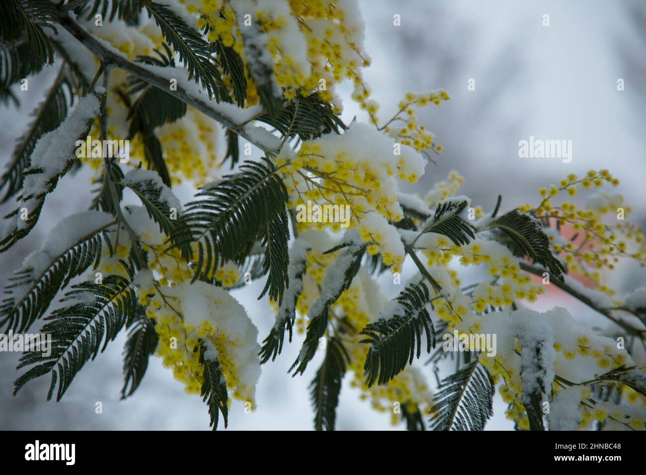 mimosa en fleurs recouvert de neige, changement climatique, neige au printemps Banque D'Images