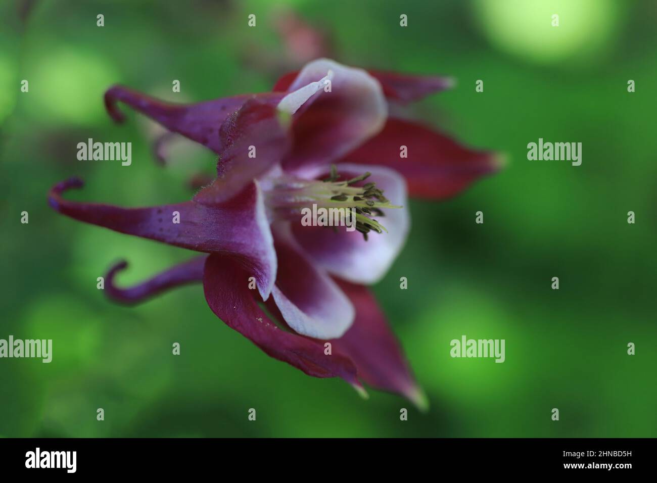 columbine rouge foncé ou bordeaux depuis un jardin de printemps. Banque D'Images