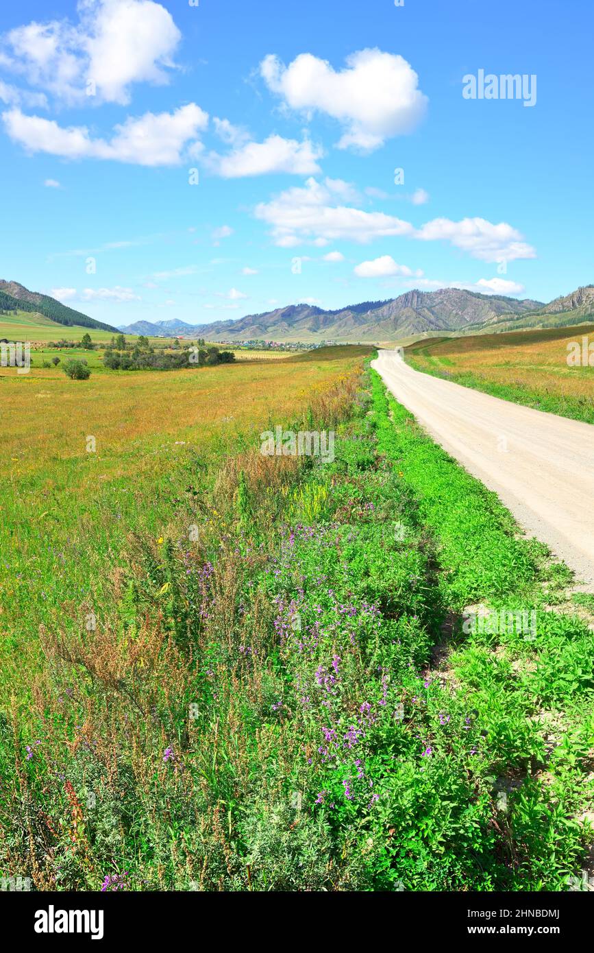 Fleurs sauvages sur le côté d'une route de gravier sous un ciel nuageux d'été. Sibérie, Russie Banque D'Images