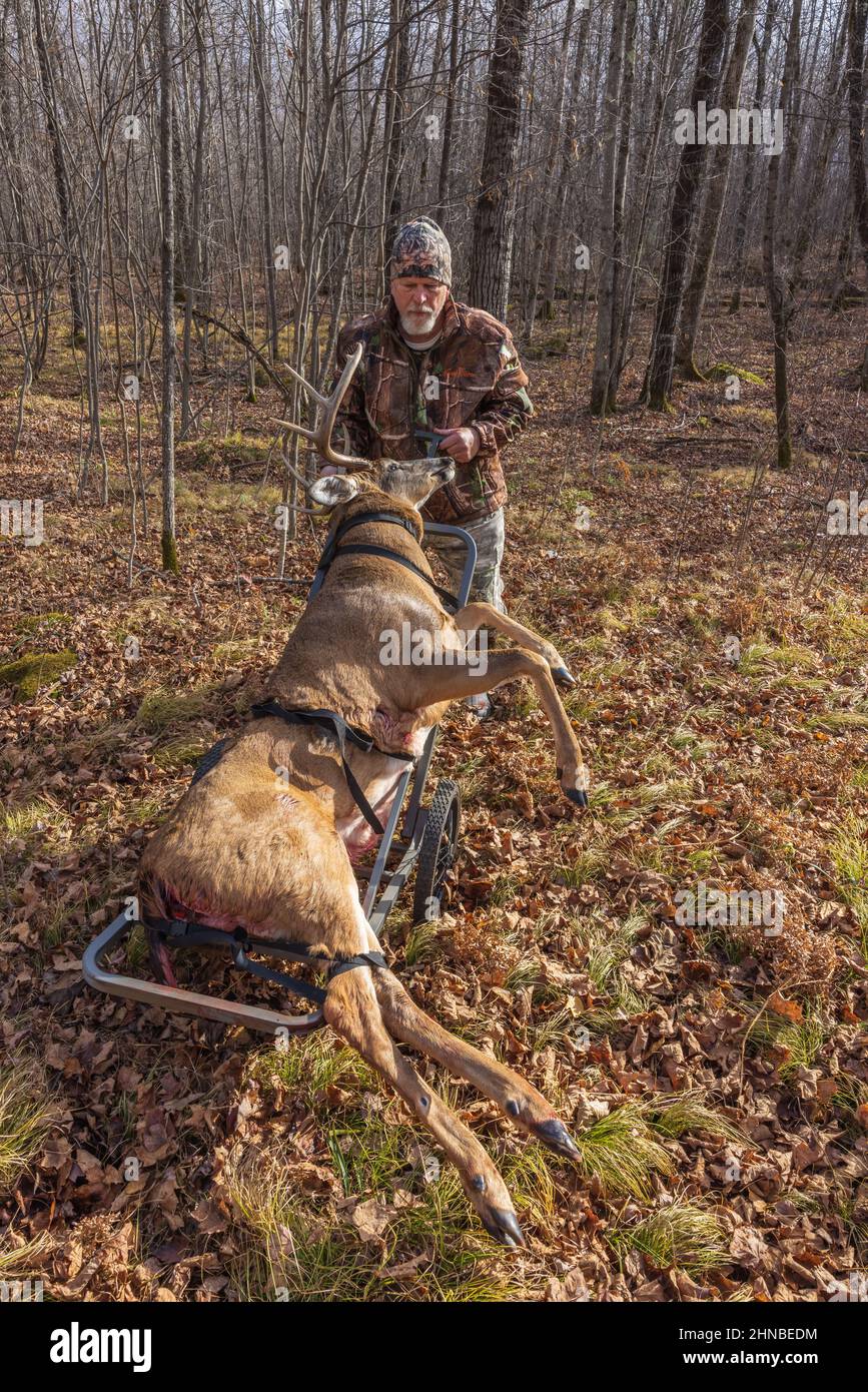 Chasseur avec un trophée buck tiré pendant la saison de l'arc dans le nord du Wisconsin. Banque D'Images