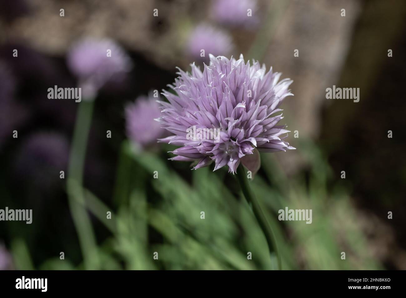 Gros plan d'une fleur de ciboulette pourpre. Cette jolie fleur comestible, mauve clair, a une légère saveur d'oignon. Mélanger dans une salade ou garnir un plat. Banque D'Images