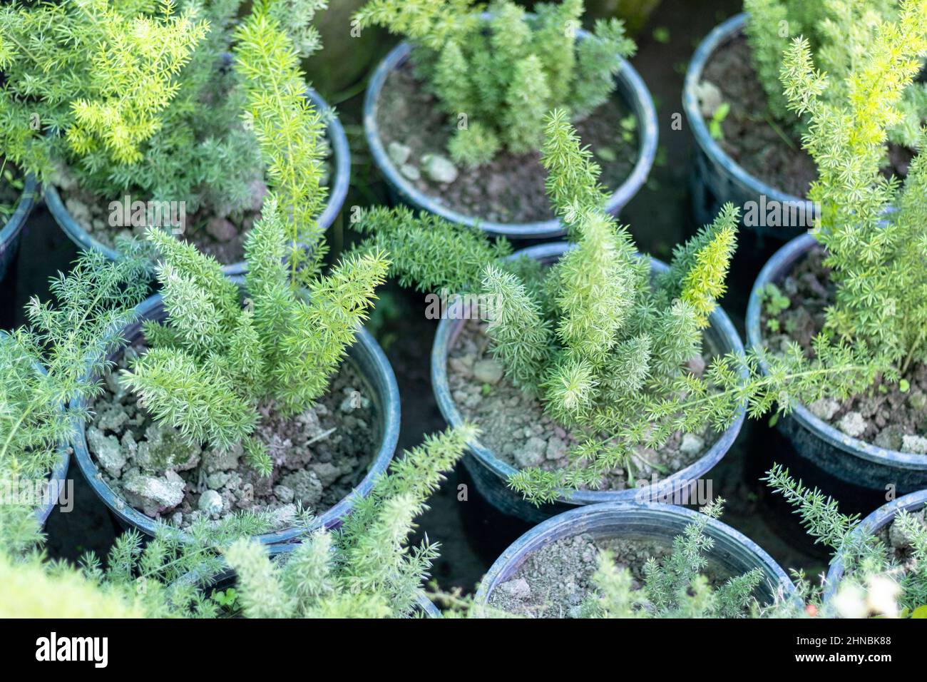 Asperges fougère de petites plantes en pot Banque D'Images