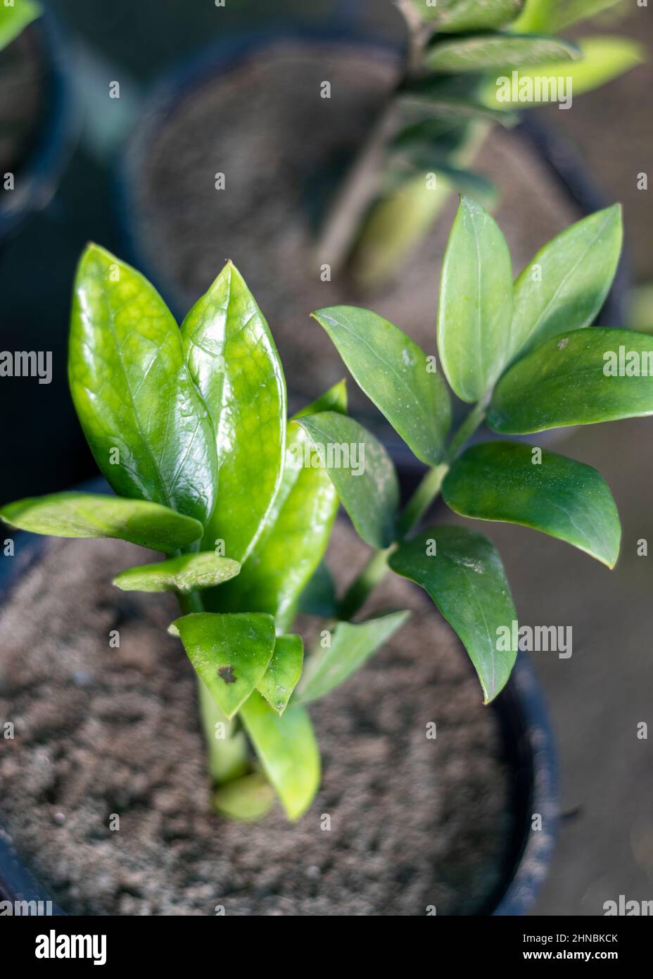 Zamioculacas zamiifolia plante verte avec un accent sélectif sur les feuilles Banque D'Images